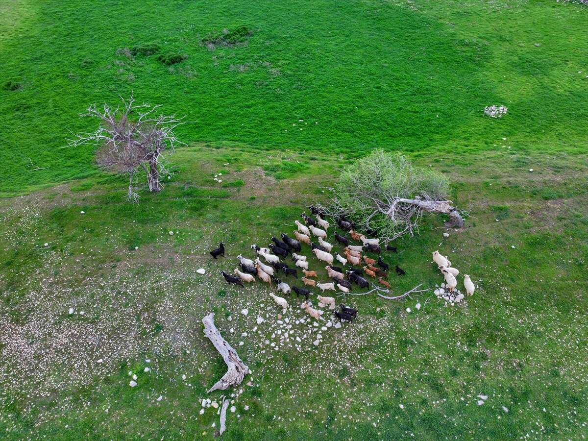 Konya’da bu sürü, adada tek başına yaşıyor 7